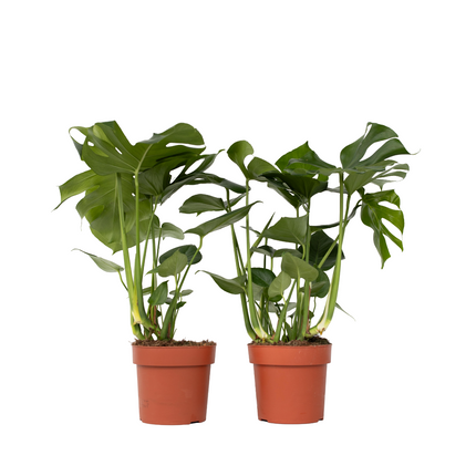 Swiss Cheese Plant - 2 pcs. - Monstera deliciosa - Height 70-80cm - ⌀21cm