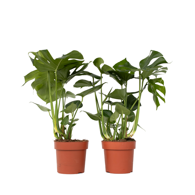 Swiss Cheese Plant - 2 pcs. - Monstera deliciosa - Height 70-80cm - ⌀21cm