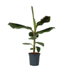 Canary banana - Musa 'Dwarf Cavendish' - Height 90-100cm - ⌀21cm