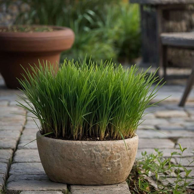 Cat Grass - 6 pcs. - Cyperus zumula - Height 30-40cm - ⌀12cm