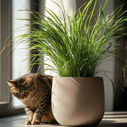 Cat Grass - 6 pcs. - Cyperus zumula - Height 30-40cm - ⌀12cm