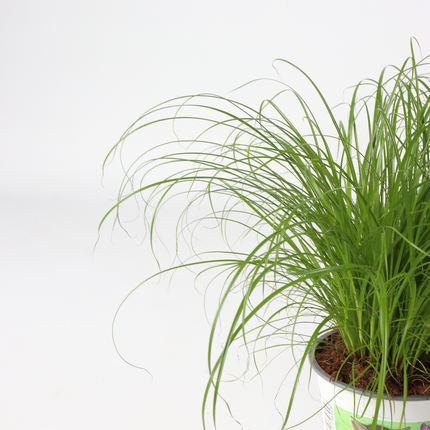 Cat Grass - 6 pcs. - Cyperus zumula - Height 30-40cm - ⌀12cm