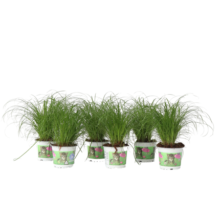 Cat Grass - 6 pcs. - Cyperus zumula - Height 30-40cm - ⌀12cm