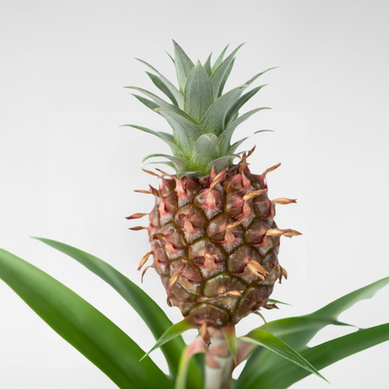 Miniature Pineapple plant - Ananas comosus 'Mi Amigo' - Height 35-45cm - ⌀12cm