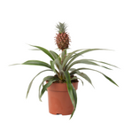 Miniature Pineapple plant - Ananas comosus 'Mi Amigo' - Height 35-45cm - ⌀12cm