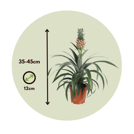 Miniature Pineapple plant - Ananas comosus 'Mi Amigo' - Height 35-45cm - ⌀12cm