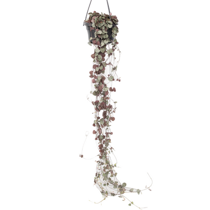 String of Hearts - Ceropegia linearis Woodii - Height 20-30cm - ⌀14cm