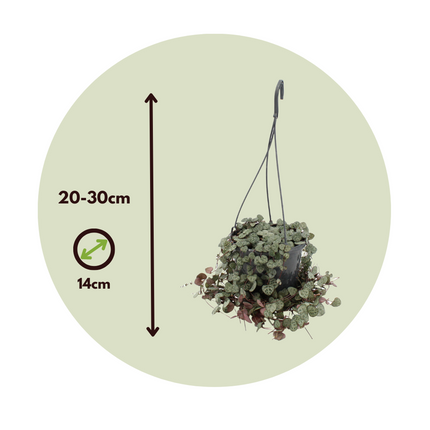 String of Hearts - 2 pcs. - Ceropegia linearis Woodii - Height 20-30cm - ⌀14cm