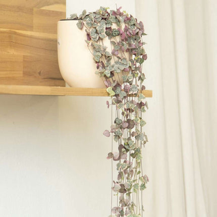 String of Hearts - 2 pcs. - Ceropegia linearis Woodii - Height 20-30cm - ⌀14cm