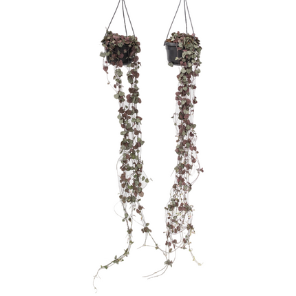 String of Hearts - 2 pcs. - Ceropegia linearis Woodii - Height 20-30cm - ⌀14cm