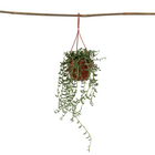 String of Bananas - Senecio radicans - Height 10-20cm - ⌀12cm