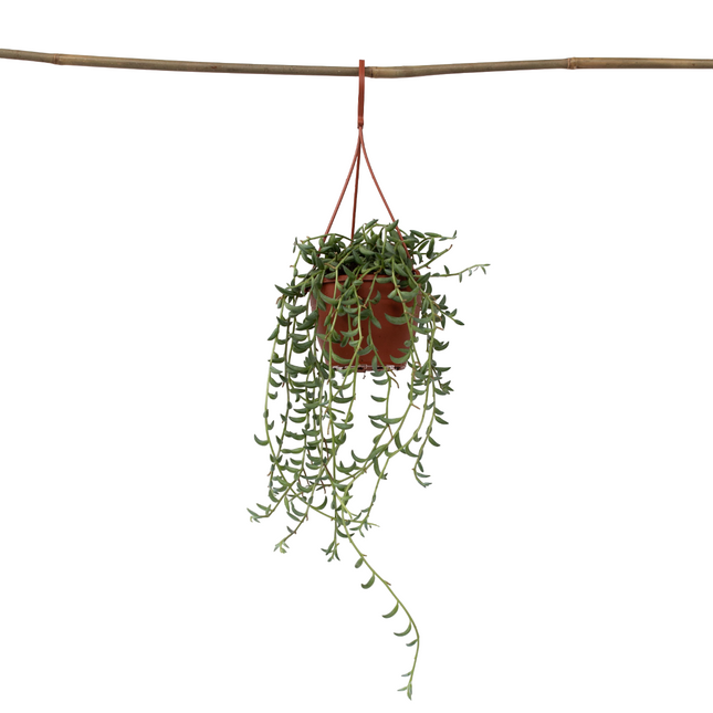 String of Bananas - Senecio radicans - Height 10-20cm - ⌀12cm