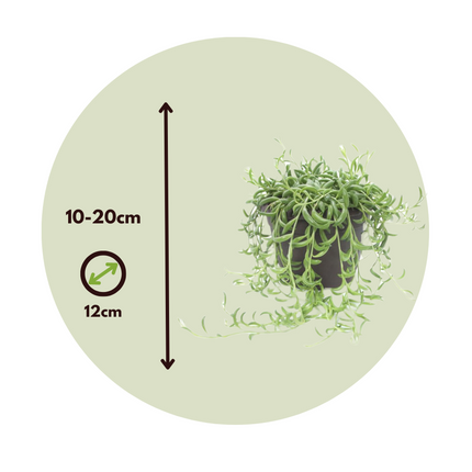 String of Bananas - Senecio radicans - Height 10-20cm - ⌀12cm