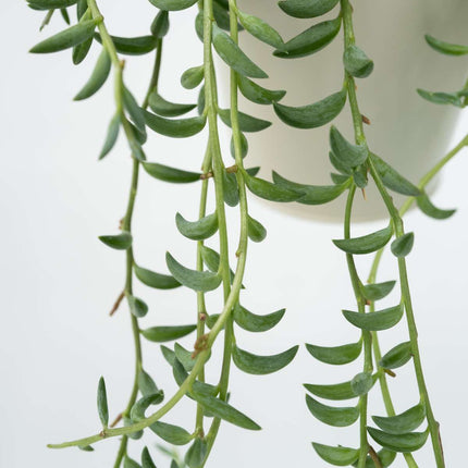 String of Bananas - 2 pcs. - Senecio radicans - Height 10-20cm - ⌀12cm