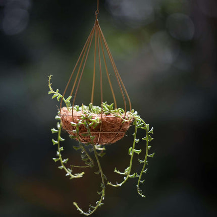 String of Dolphins - Senecio peregrinus - Height 10-20cm - ⌀12cm