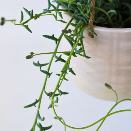 String of Dolphins - Senecio peregrinus - Height 10-20cm - ⌀12cm