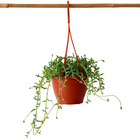 String of Dolphins - Senecio peregrinus - Height 10-20cm - ⌀12cm