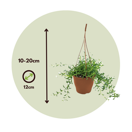 String of Dolphins - Senecio peregrinus - Height 10-20cm - ⌀12cm