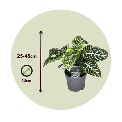 Zebra Plant - 2 pcs. - Aphelandra squarrosa 'Botanica' - Height 25-45cm - ⌀13cm