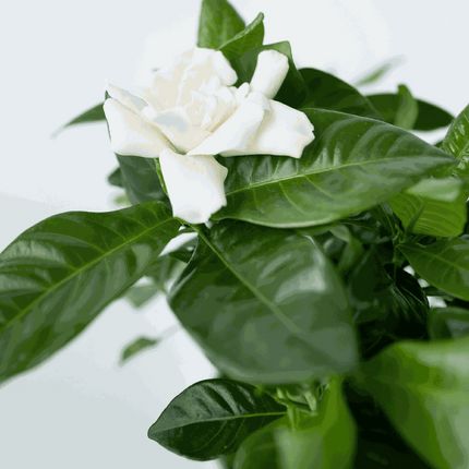 Cape Jasmine - Gardenia jasminoides - Height 20-30cm - ⌀13cm