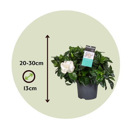 Cape Jasmine - Gardenia jasminoides - Height 20-30cm - ⌀13cm