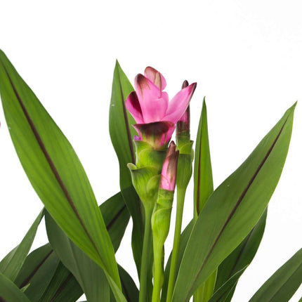 Thai Tulip - 2 pcs. - Curcuma alismatifolia 'Siam Splash' - H40-60cm - ⌀13cm
