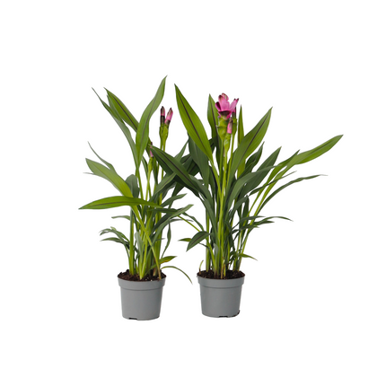 Thai Tulip - 2 pcs. - Curcuma alismatifolia 'Siam Splash' - H40-60cm - ⌀13cm