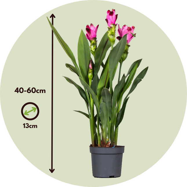 Thai Tulip - 2 pcs. - Curcuma alismatifolia 'Siam Splash' - H40-60cm - ⌀13cm