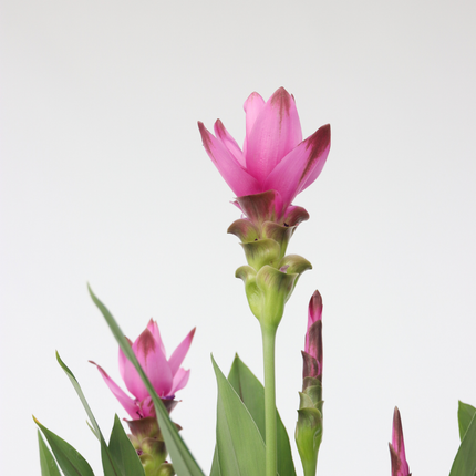 Thai Tulip - 2 pcs. - Curcuma 'Siam Supreme' - Height 70-90cm - ⌀19cm