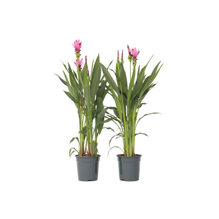 Thai Tulip - 2 pcs. - Curcuma 'Siam Supreme' - Height 70-90cm - ⌀19cm
