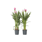 Thai Tulip - 2 pcs. - Curcuma 'Siam Supreme' - Height 70-90cm - ⌀19cm