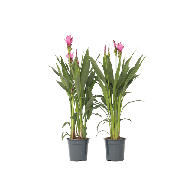 Thai Tulip - 2 pcs. - Curcuma 'Siam Supreme' - Height 70-90cm - ⌀19cm