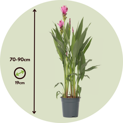 Thai Tulip - 2 pcs. - Curcuma 'Siam Supreme' - Height 70-90cm - ⌀19cm