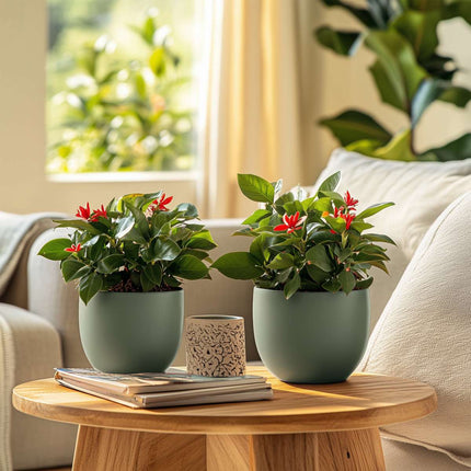 Crown of thorns - Euphorbia 'Milii' - Height 25-35cm - ⌀13cm