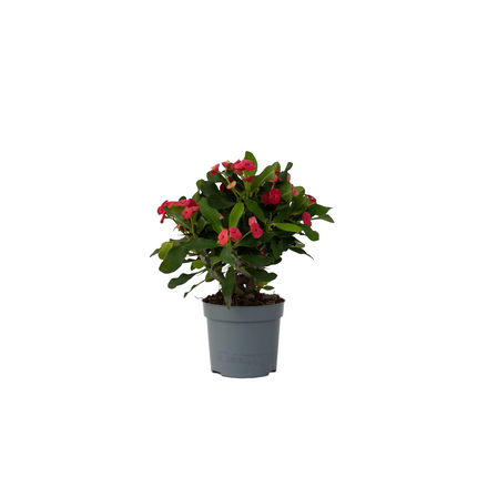 Crown of thorns - Euphorbia 'Milii' - Height 25-35cm - ⌀13cm