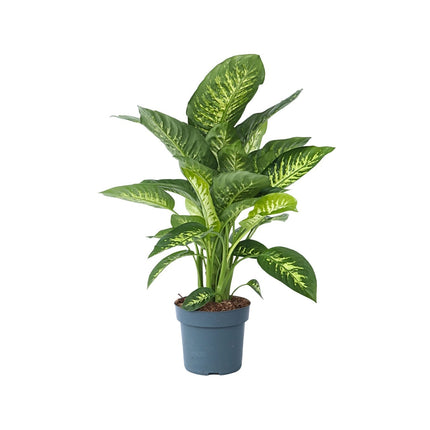 Dumb Cane - Dieffenbachia 'Tropic' - Height 70-80cm - ⌀24cm