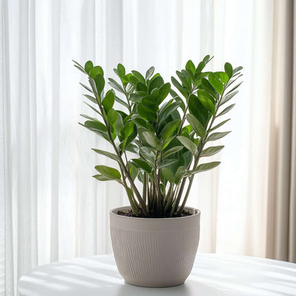 ZZ Plant - Zamioculcas Emerald - Height 70-80cm - ⌀21cm