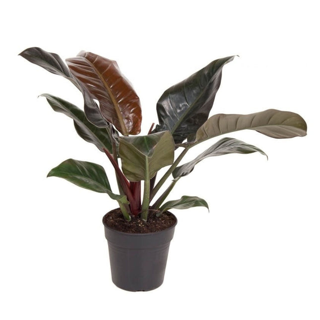 Sweetheart Plant - Philodendron 'Imperial Red' - Height 50cm - ⌀19cm