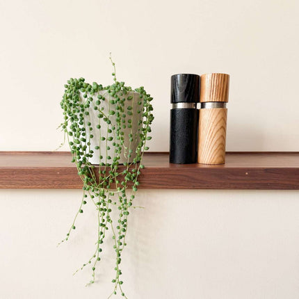 String of Pearls - Senecio rowleyanus - Height 10-20cm - ⌀12cm