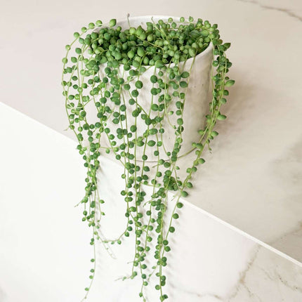 String of Pearls - Senecio rowleyanus - Height 10-20cm - ⌀12cm