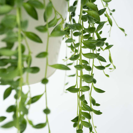 String of Pearls - Senecio rowleyanus - Height 10-20cm - ⌀12cm