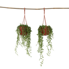 String of Pearls - 2 pcs. - Senecio rowleyanus - Height 10-20cm - ⌀12cm