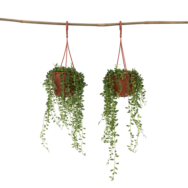 String of Pearls - 2 pcs. - Senecio rowleyanus - Height 10-20cm - ⌀12cm