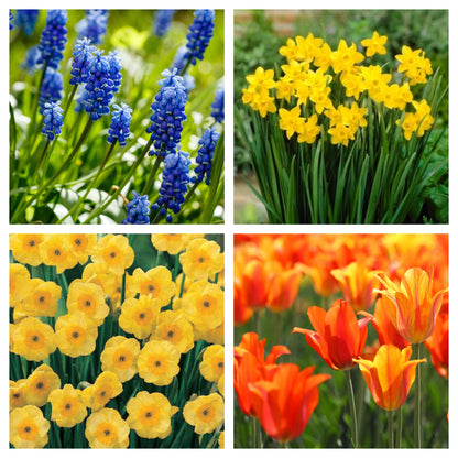 Fragrant/Scented Bulb Mix (40+ Bulbs)