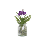 Vanda Orchid - Vanda 'Blue' - Height 40-50cm - ⌀14cm