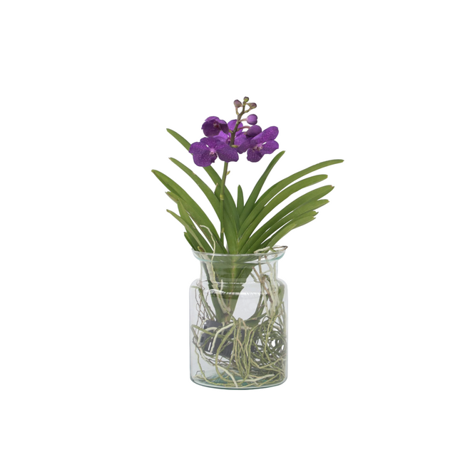 Vanda Orchid - Vanda 'Blue' - Height 40-50cm - ⌀14cm