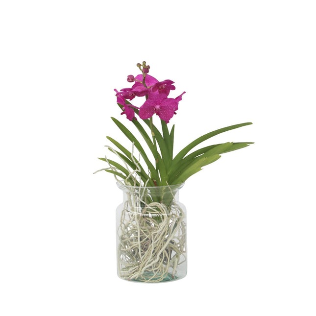 Vanda Orchid - Vanda 'Cerise' - Height 40-50cm - ⌀14cm