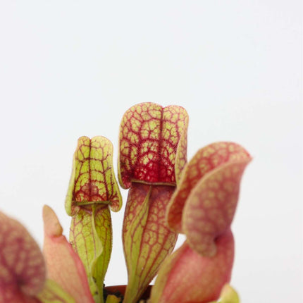 Pitcher plant - 3 pcs. - Sarracenia purpurea - Height 10cm - ⌀5,5cm