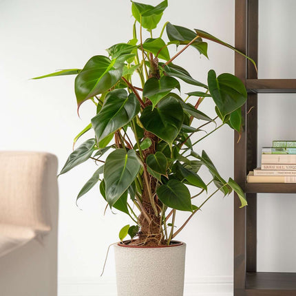 Sweetheart Plant - Philodendron Red Emerald Kratiste - Height 70-80cm - ⌀19cm