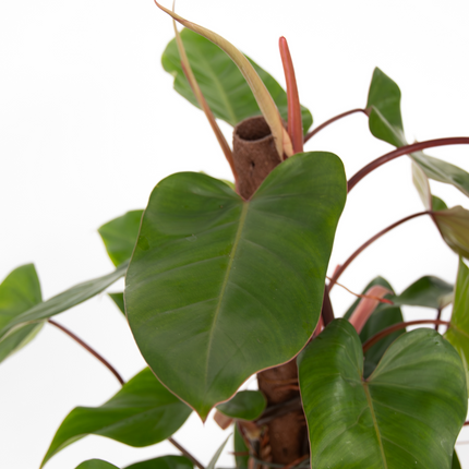 Sweetheart Plant - Philodendron Red Emerald Kratiste - Height 70-80cm - ⌀19cm